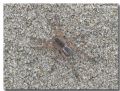 Arctosa sp